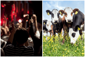 China’s Craziest Concert Promo Yet? Adopt Calves Worth RM70k and Score VIP Seats