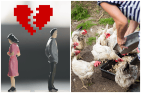 Divorcing Couple Fight Over 29 Chickens, Judge’s Genius Solution for Them to Eat One Together as Final Meal Wins the Internet