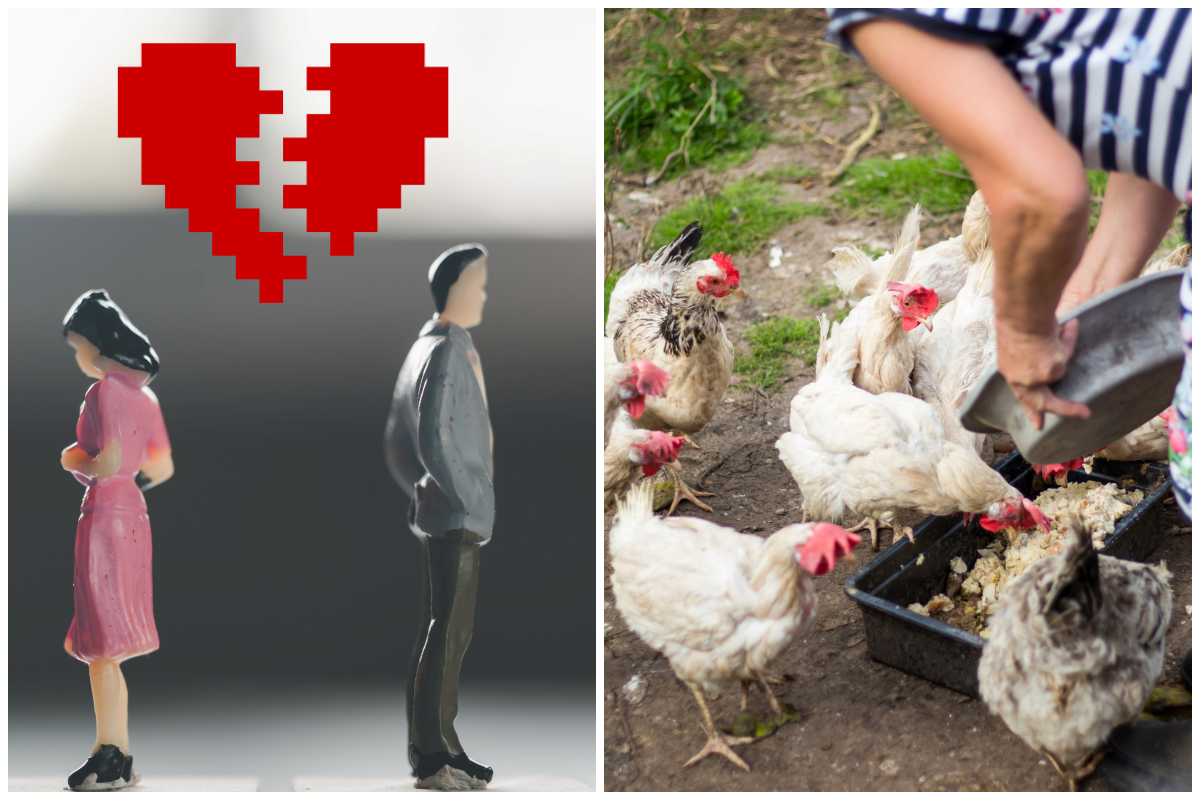 China Couple Divorce 29 Chicken