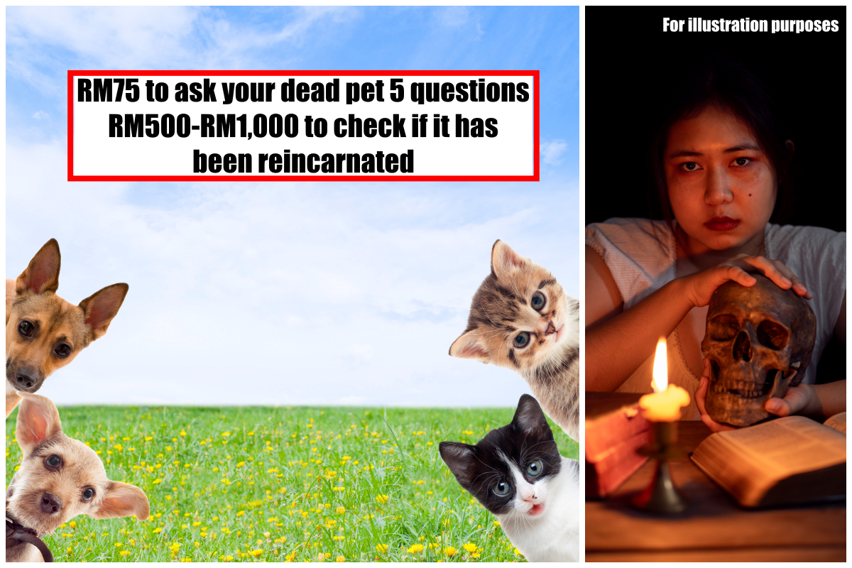 China Fake Pet Psychic